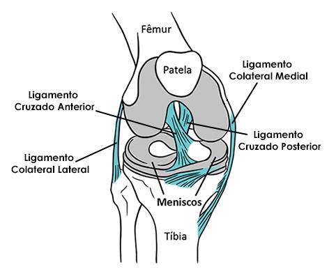 Ligamentos de la rodilla